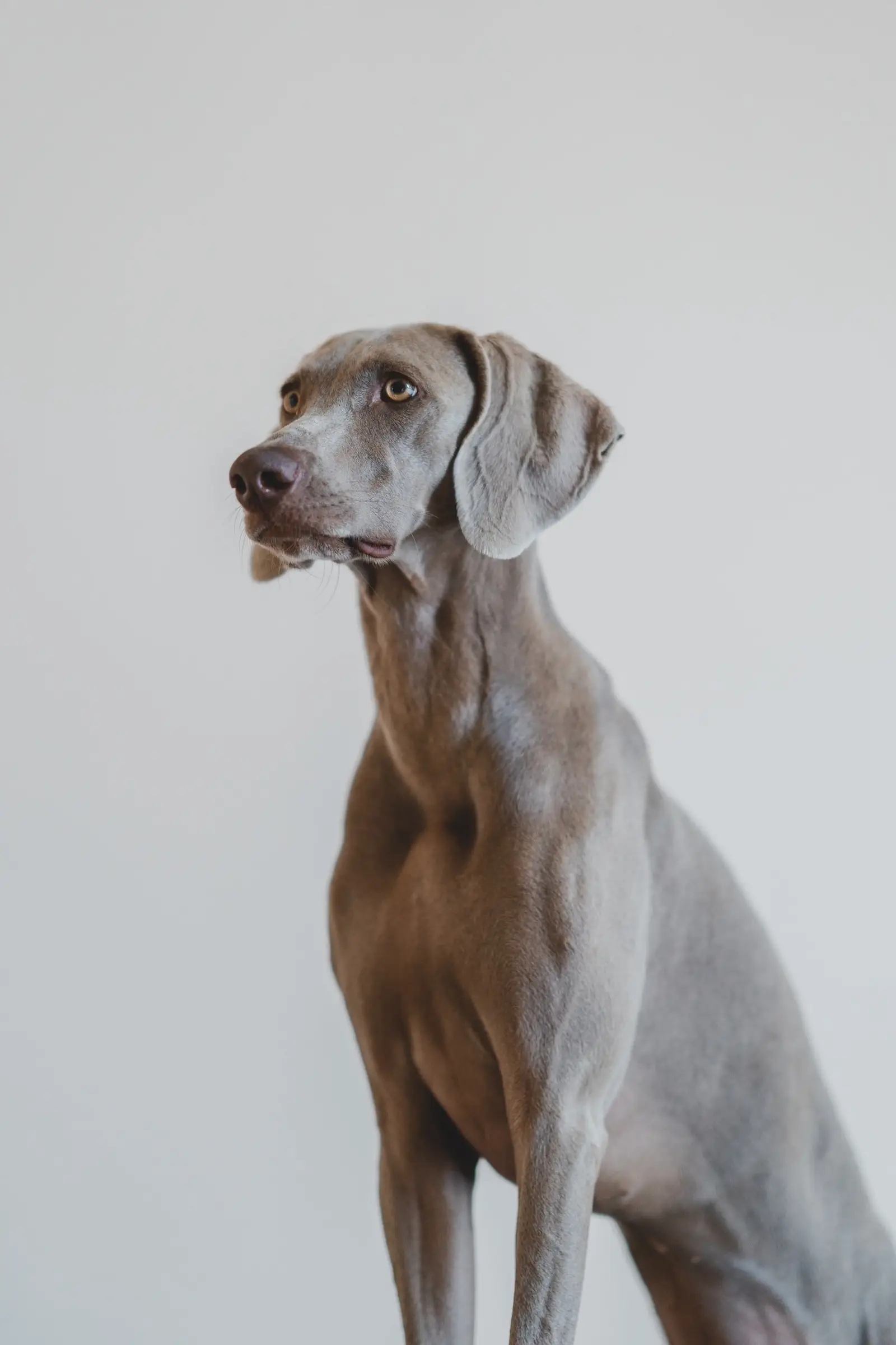 A dog resting at home in a downtown Manhattan apartment