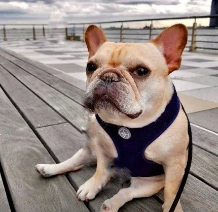 Daisy, a POOCHi client, on a Hudson River pier